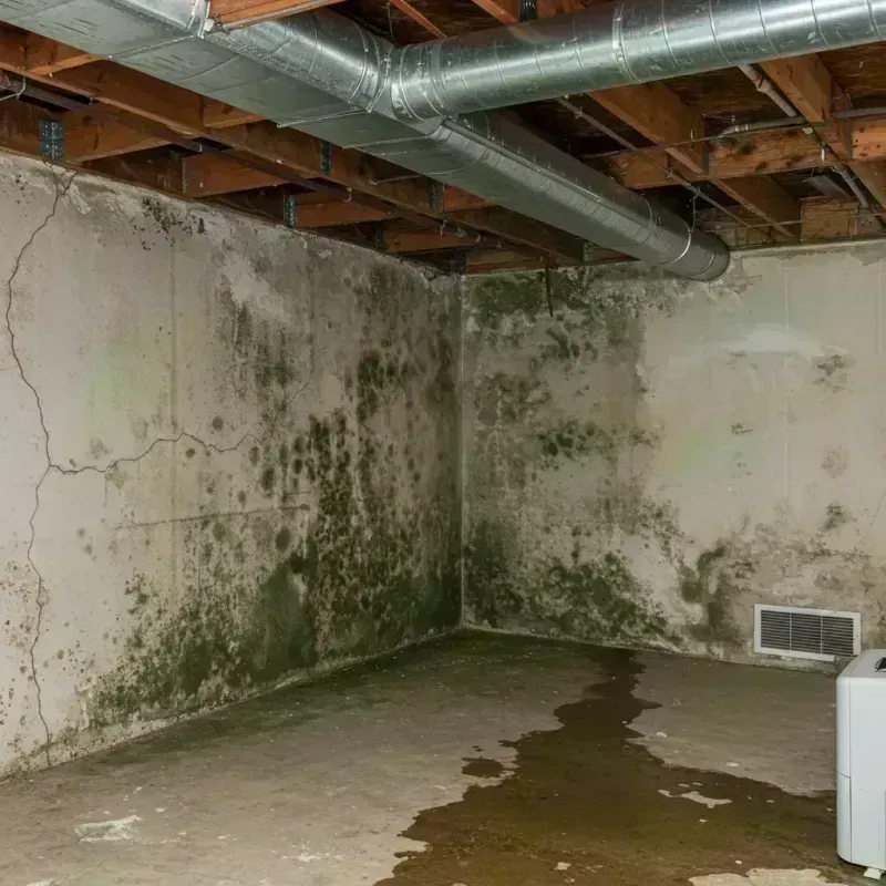 Professional Mold Removal in Dixon, IL